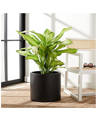 Safavieh Braslen Planter Home - Image 2